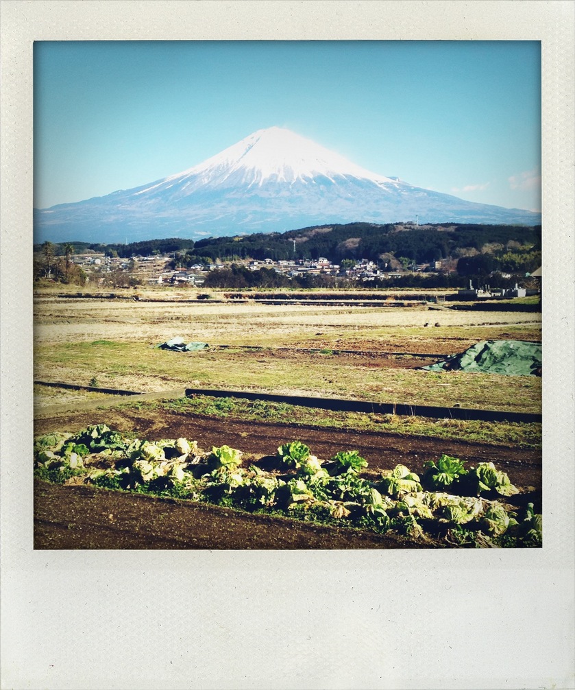 白菜と富士山.JPG