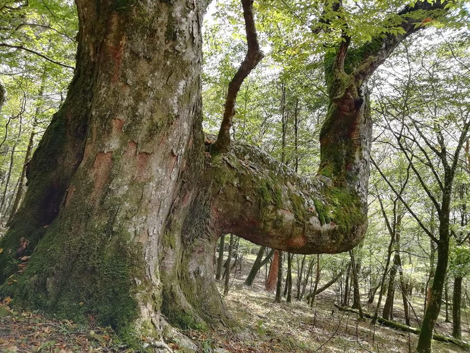 巨木の森